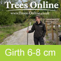 Red Oak Tree Quercus Rubra 6-8cm 18+L pot